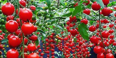 Read more about the article Train Your Tomatoes: 6 Crop Manipulation Tips for Improved Yields