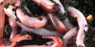 Read more about the article Worms: The Ancient Secret to the Rise of Human Civilization?